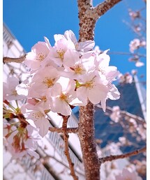 CHERRYBLOSSOM | その他