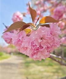 里桜 | その他
