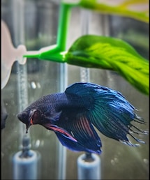 Betta | その他