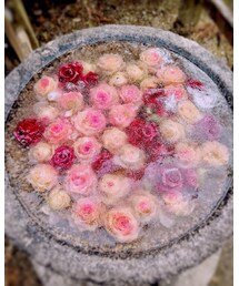 Rose | その他