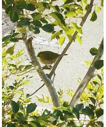 White-eye | その他