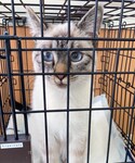 angel catsの「ペットグッズ(ペットグッズ)」