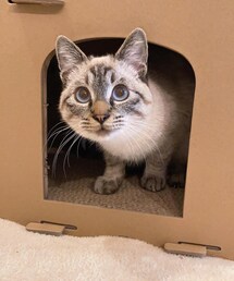 青いおめめの男の子😍 | ペット用おもちゃ