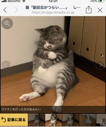 最近笑ったねこ様 | ペットウェア