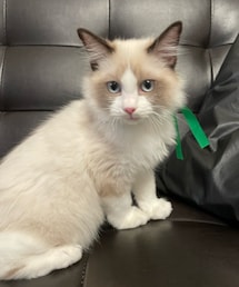 ♡ | リード/ハーネス/首輪