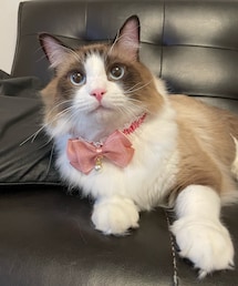 キルア♡ | ラグドール(ペットグッズ)