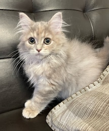 ルチア♡ | ラガマフィン(ペットグッズ)