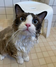 ♡ | ペットグッズ