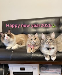 ♡ | ペットグッズ