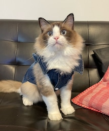 ♡ | ペットグッズ