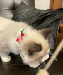 ♡ | リード/ハーネス/首輪