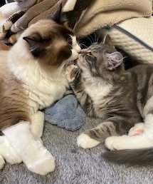 ♡ | ペットグッズ