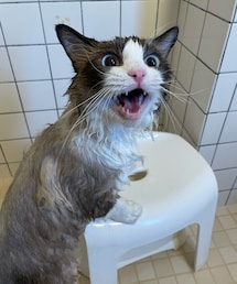 ♡ | ペットグッズ