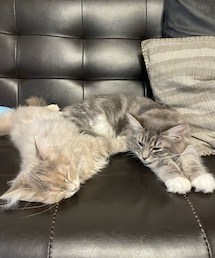 ♡ | ペットグッズ