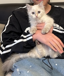 ♡ | ペットグッズ