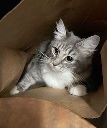 アルカ♡ | サイベリアン(ペットグッズ)