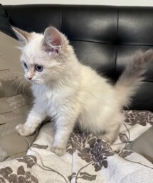 ♡ | ペットグッズ