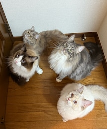 ♡ | 4にゃんもいるよ🐈‍⬛🐈🐈‍⬛🐈(その他ペットグッズ)