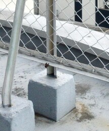 Clarks Originals | シューズ