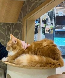 猫の暮らし | 本