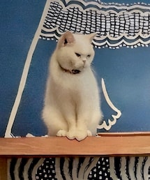 猫の暮らし | ペットウェア