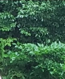 Carhartt | ポロシャツ