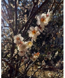 春はもうすぐ。 | 福袋/福箱