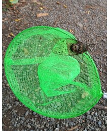 ミンミンゼミ | その他