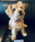 Norfolkterrierの「その他(その他)」