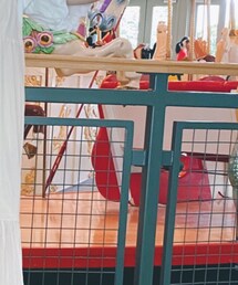 Kastane | ワンピース