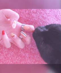 邪魔してくる猫 | その他