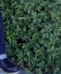 Chippewa | ブーツ