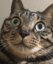 トラ氏 | その他