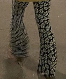 Hollister | パンツ