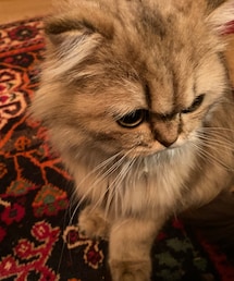 餌待ちのスーちゃん🐈 | その他ペットグッズ