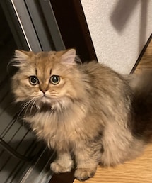 スーちゃんです🐈 | その他
