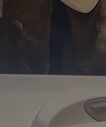 着厚レギンス | その他パンツ