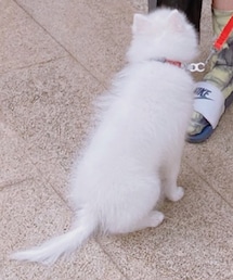 狐狸犬 | その他