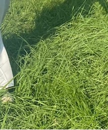 converse ct70 | スニーカー