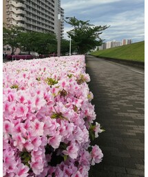 ツツジロード | その他