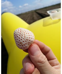 白いちご　淡雪！　酸味があって練乳との相性は抜群！ | その他