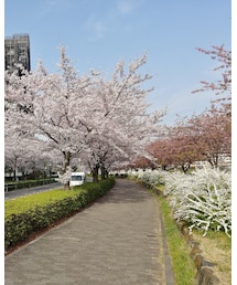 桜さく！　河津桜の濃いピンク色が好きです🤣 | その他