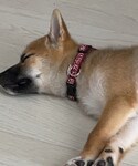 ペティオの「アクセサリー(チョーカー)」