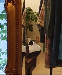 UNIQLO | シャツ/ブラウス