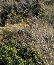 ネイサン | バックパック/リュック