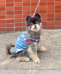 ポメラニアン🐻 | その他