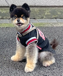 ポメラニアン🐻 | その他