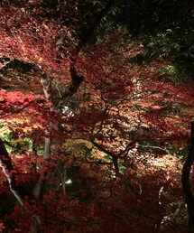 紅葉🍁 | その他