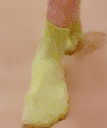 ファミリーマート | ソックス/靴下