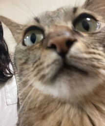 🐈が来た | その他